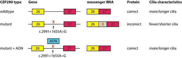 The most recurrent CEP290 mutation is positioned in the intron between exon 26 and 27