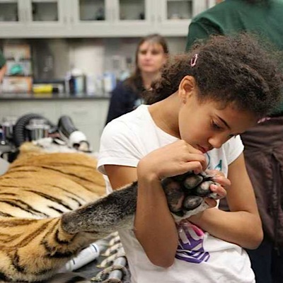 touching a tiger
