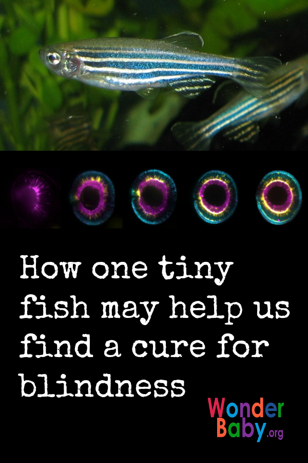 How one tiny fish may help us find a cure for blindness