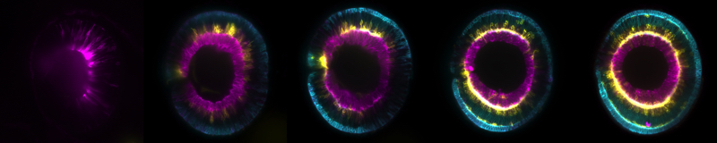 zebrafish retina