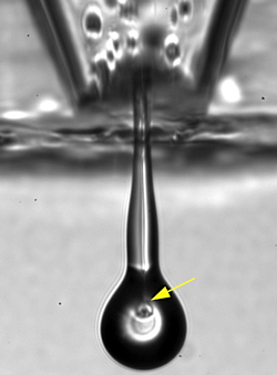 printing live retinal cells