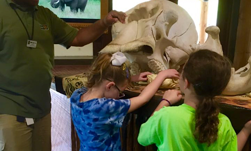 Mary Rose touching animal bones at the Dallas Zoo