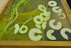 apples drying on a rack