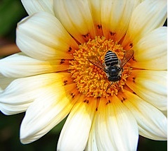 A bee