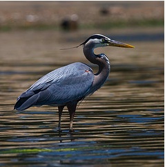 Blue heron