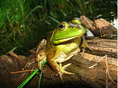 Bullfrog