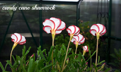 candy cane shamrock or oxalis versicolor