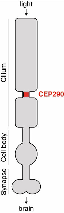cilium diagram