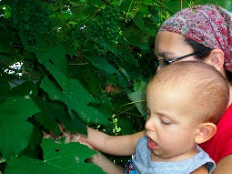 Ivan touching grapes at a vinyard.