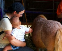 Ivan pets a pony at a petting zoo.