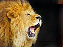 A roaring lion