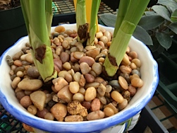 paper whites bulb planted in stones