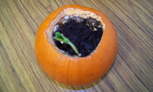 Sprouting Pumpkins