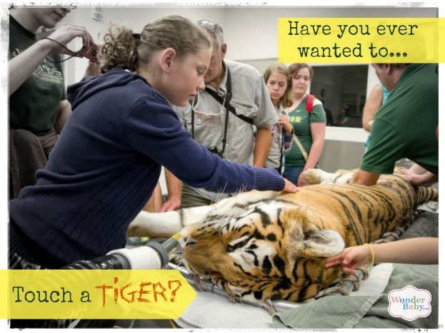 touching a sleeping tiger