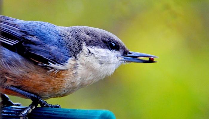 a blue and red bird with a seed in its beak