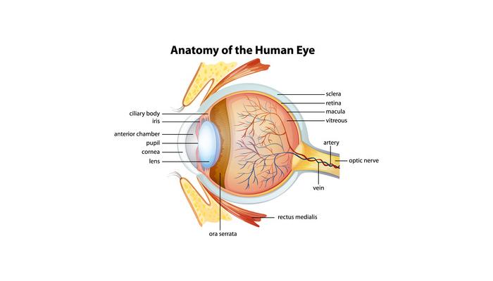 eye anatomy