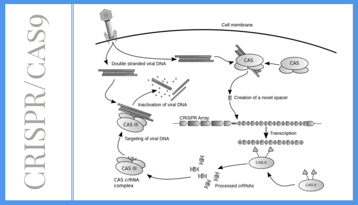 CRISPR/cas9 gene diagram