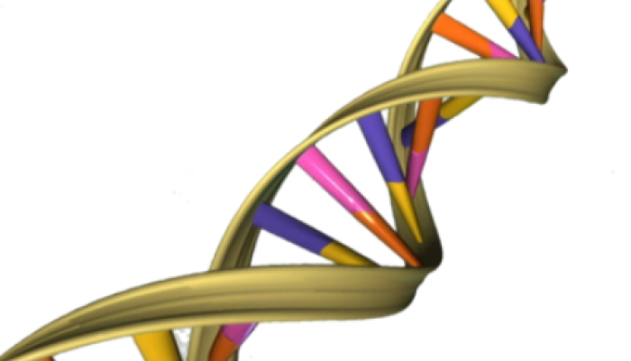 DNA double helix