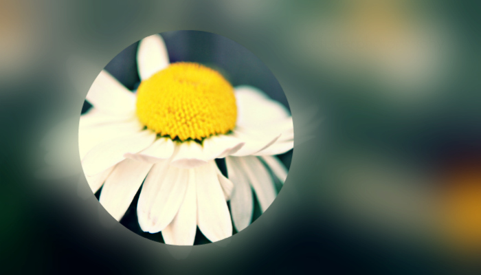 a flower in focus