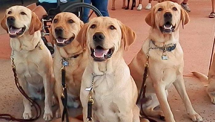 A group of four yellow labs