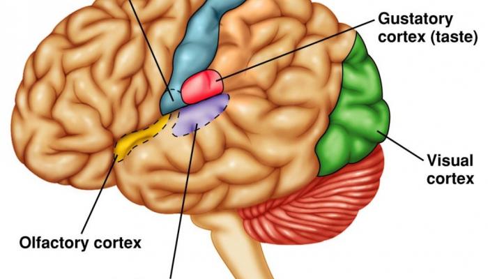 diagram of brain