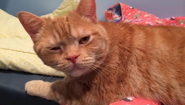 an unhappy orange cat