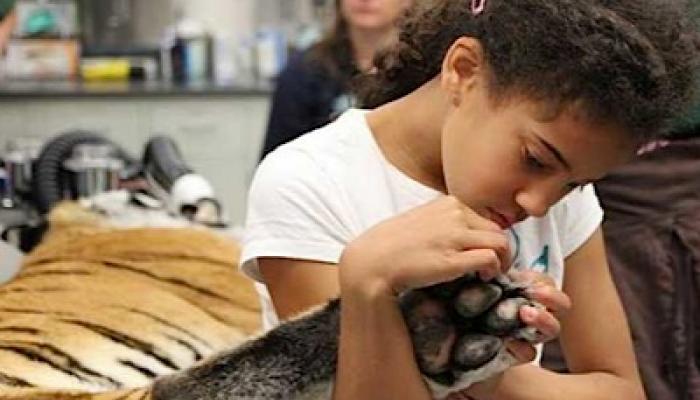 blind girl touches a tiger paw