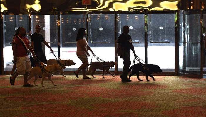 people walking with their guide dogs