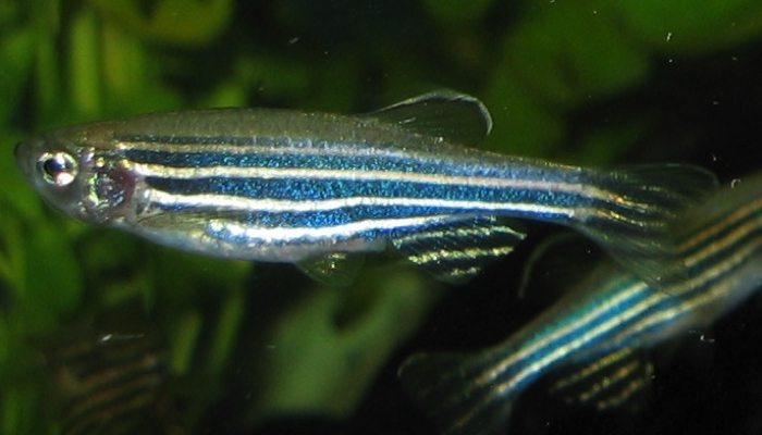 zebrafish