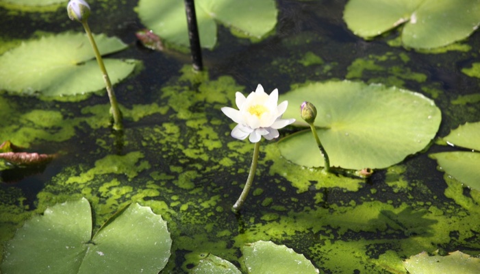 lily pads