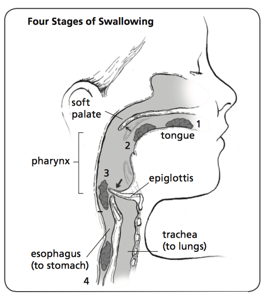 swallowing diagram