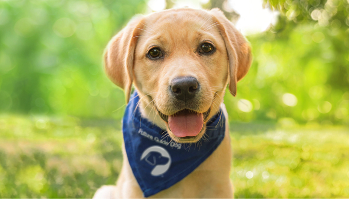 a yellow lab puppy