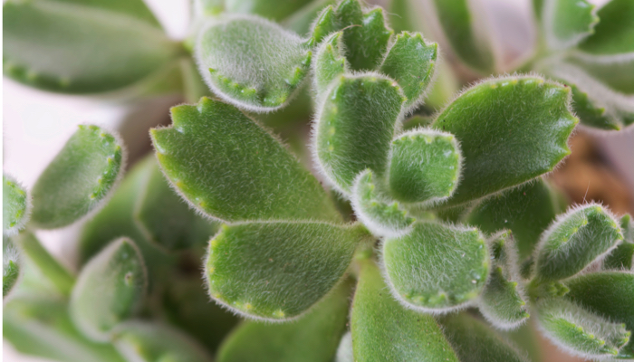 A fuzzy bear's paw