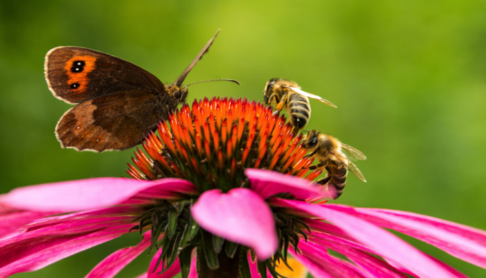 A butterfly and bees on an echinacea flower