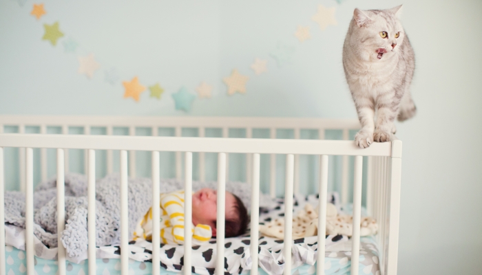 Grey cat near crib with baby.