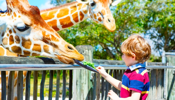 Little kid boy watching and feeding giraffe in zoo.