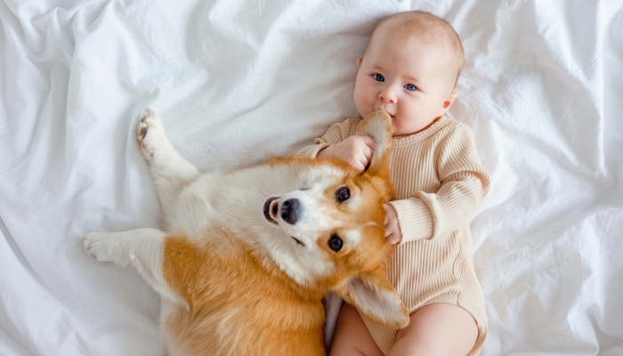 An infant and ginger corgi pembroke laying on a white sheet.