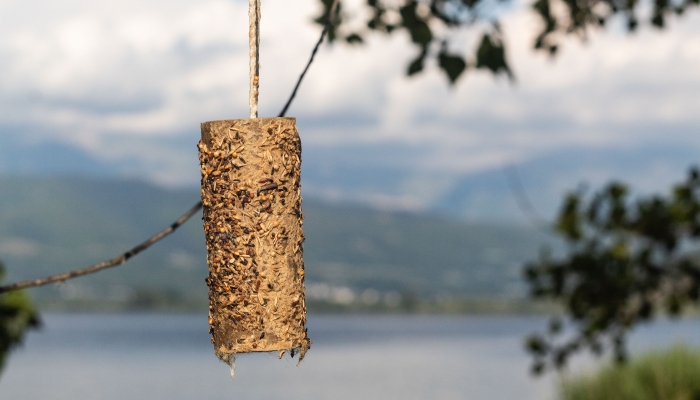 Bird feeder made by children out of a used paper roll.