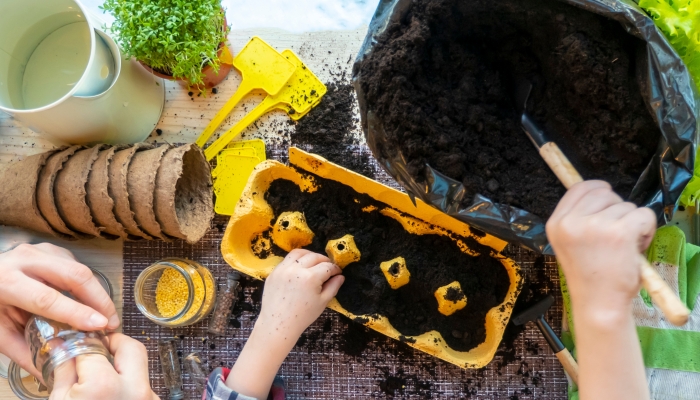 Planting seed in peat pots and peat tablets.