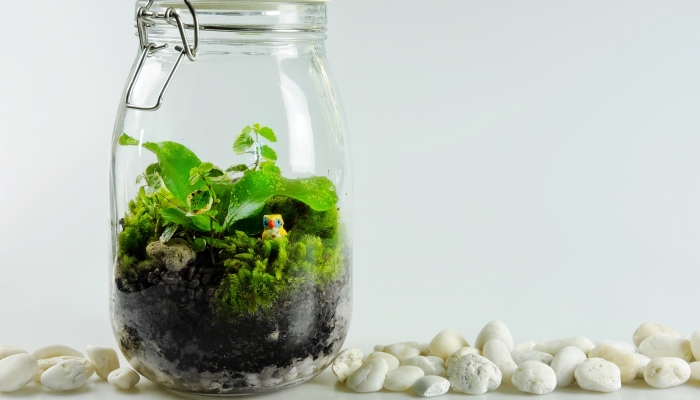 Terrarium garden and plant and owl mix in the bottle compose in white background and isolated.
