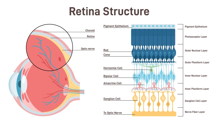 Eye retina anatomy. Human vision organ cross section anatomical structure.