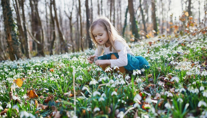 Cute preschooler girl in green tutu skirt gathering snowdrop flowers in park or forest on a spring day.