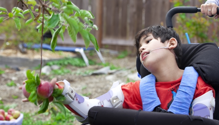 Disabled nine year old boy in wheelchair picking apples off fruit tree.