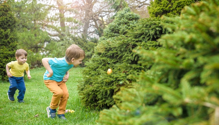 Kids on Easter egg hunt in blooming spring garden.