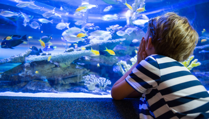 Young man sitting in front of a fish-tank at the aquarium.